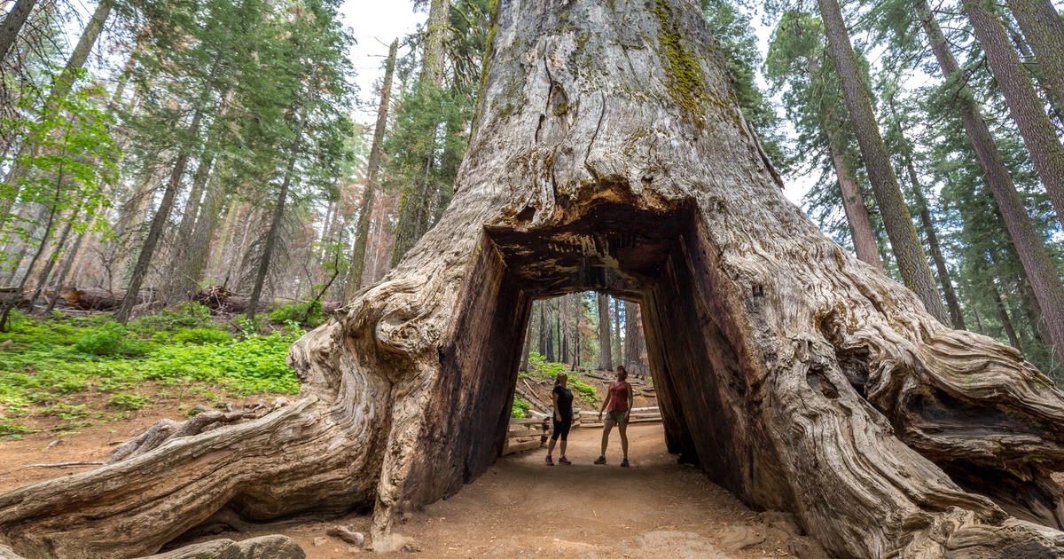 Yosemite Tunnel Tree on White Wolf Tour