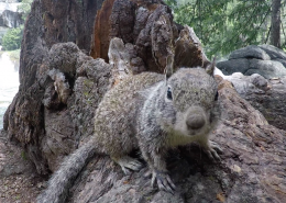 Squirrel in Yosemite