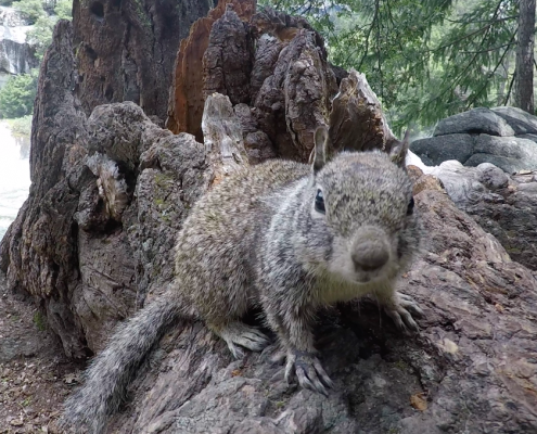 Squirrel in Yosemite
