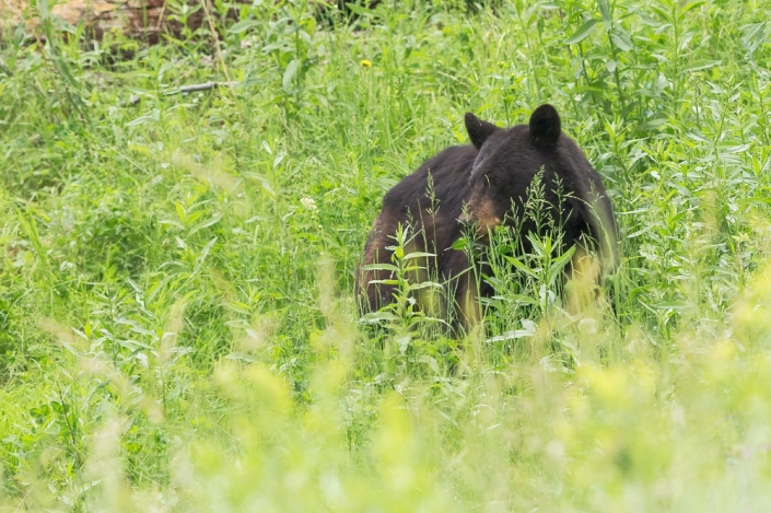 Where to See Bears in Yosemite | White Wolf Private and Luxury Tours