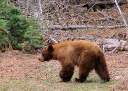 Yosemite Bear on Luxury Private Tour