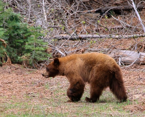Yosemite Bear on Luxury Private Tour