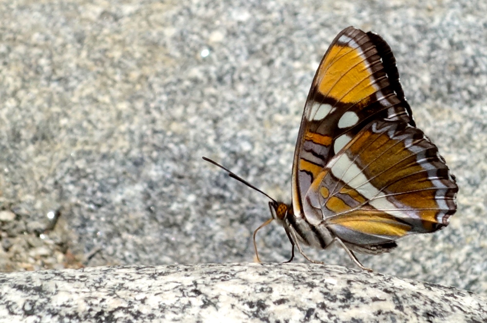 Yosemite Butterfly