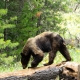 Private Yosemite Hike Bear