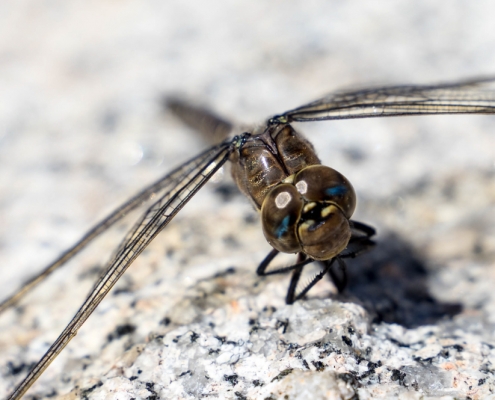 Private Yosemite Tour Dragonfly