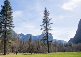 Yosemite Valley Meadow
