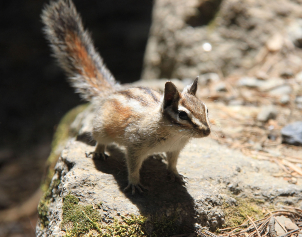 Chipmunk on Private Yosemite Tour without Technology