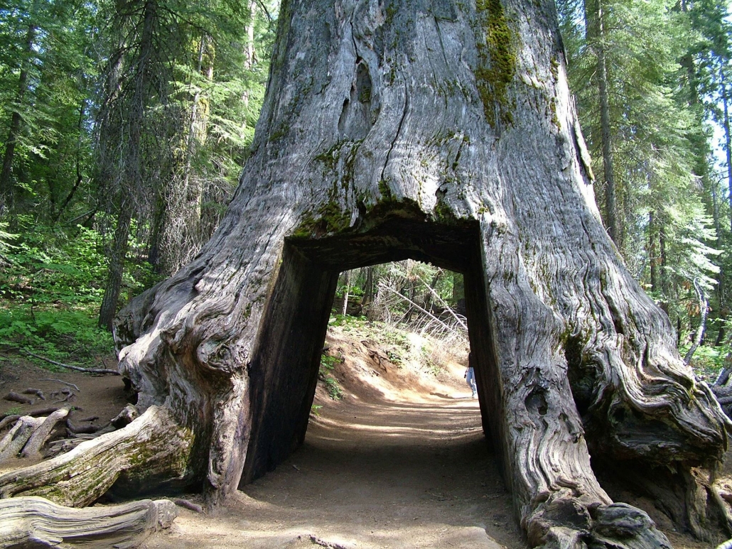 Tunnel Tree