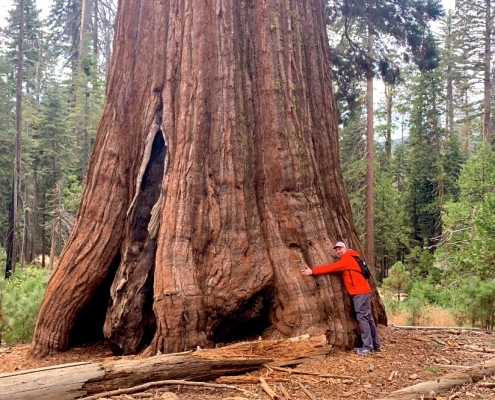 Big Trees in Yosemite