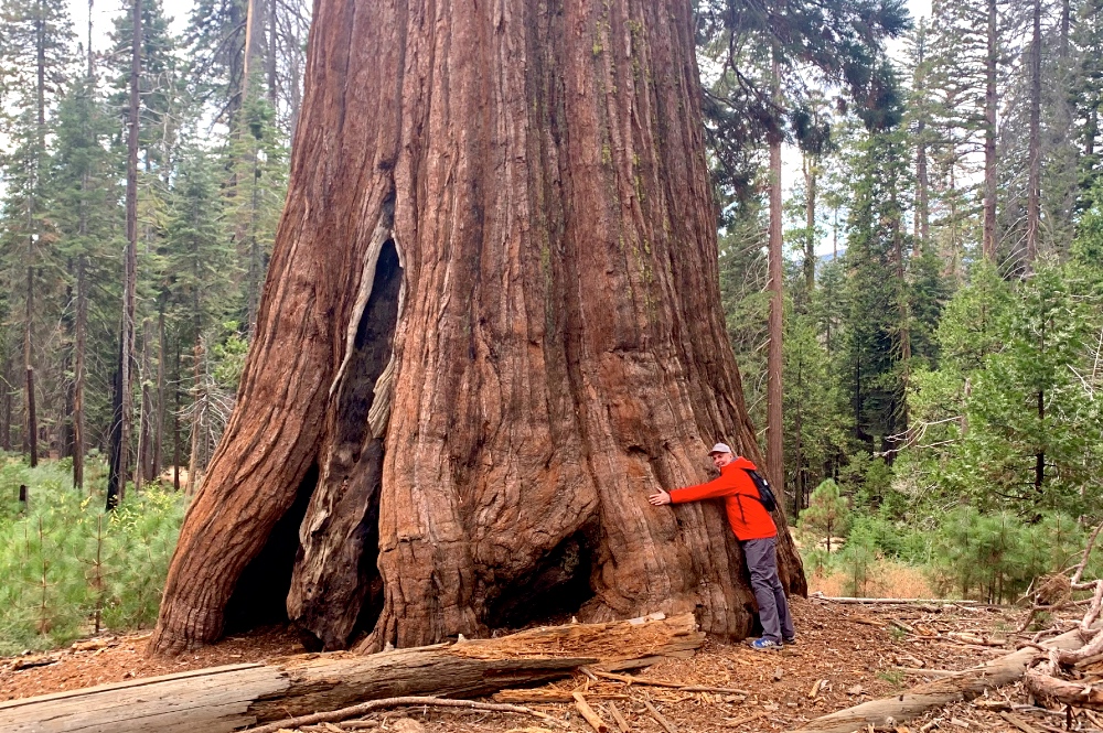 Big Trees in Yosemite