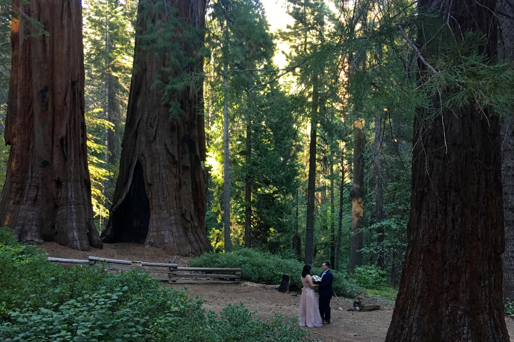 Yosemite Wedding