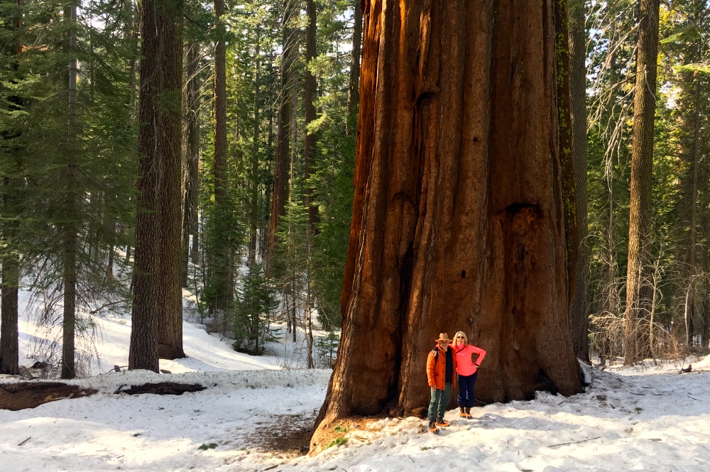 Yosemite Big Trees