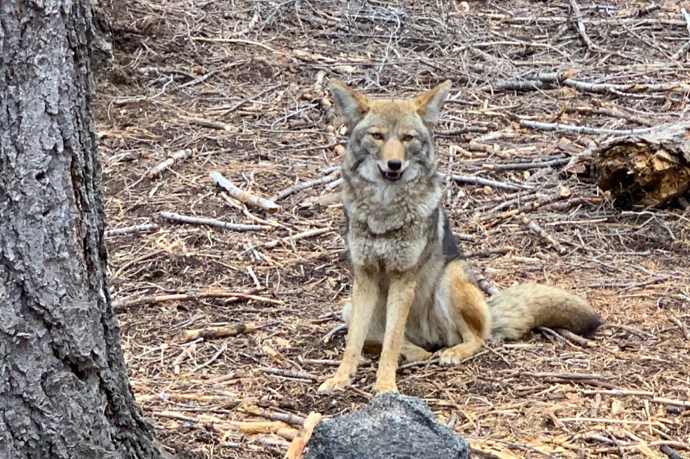 Yosemite Coyote