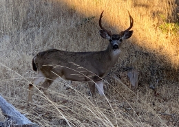 Deer on Yosemite Tour