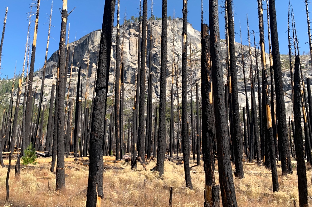 Yosemite Fire Scar