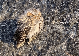Yosemite Owl