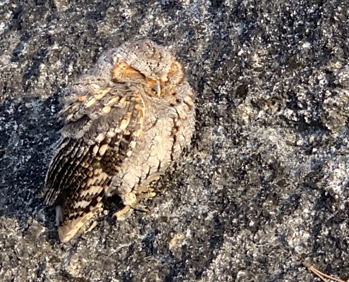 Yosemite Owl