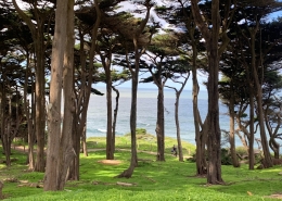 Monterey Cypress Grove