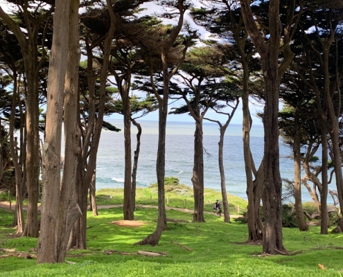 Monterey Cypress Grove