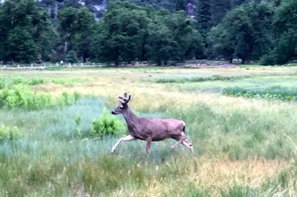 Deer Running in Yosemite Valley