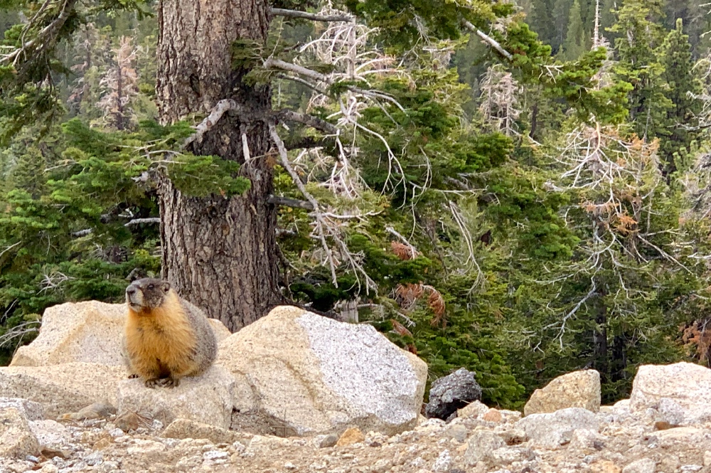 Yellow Bellied Marmot in Yosemite