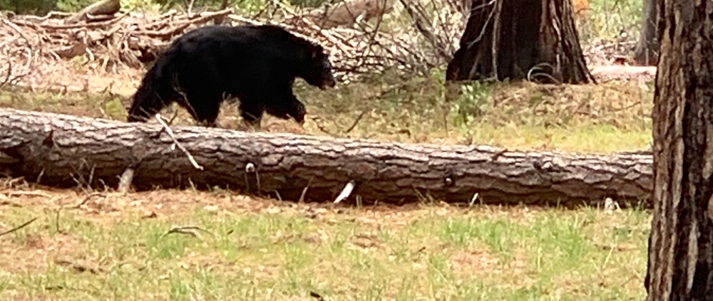Yosemite black bear