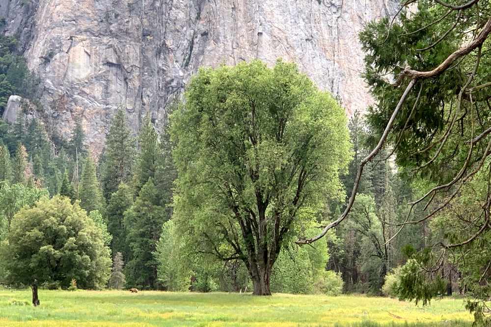 Yosemite Black Bear near tree