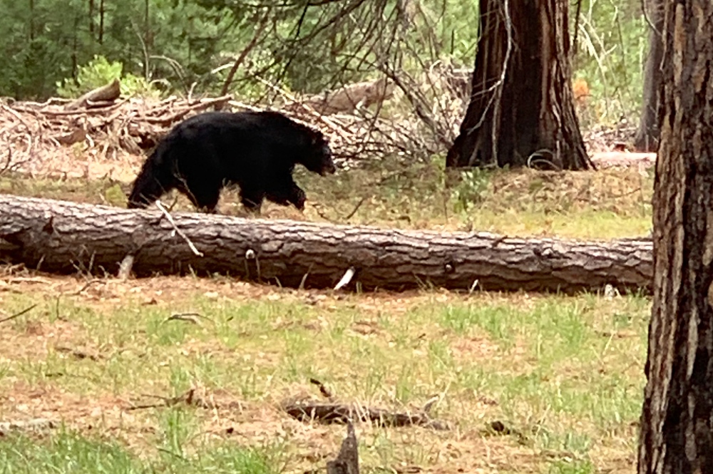 Yosemite black bear