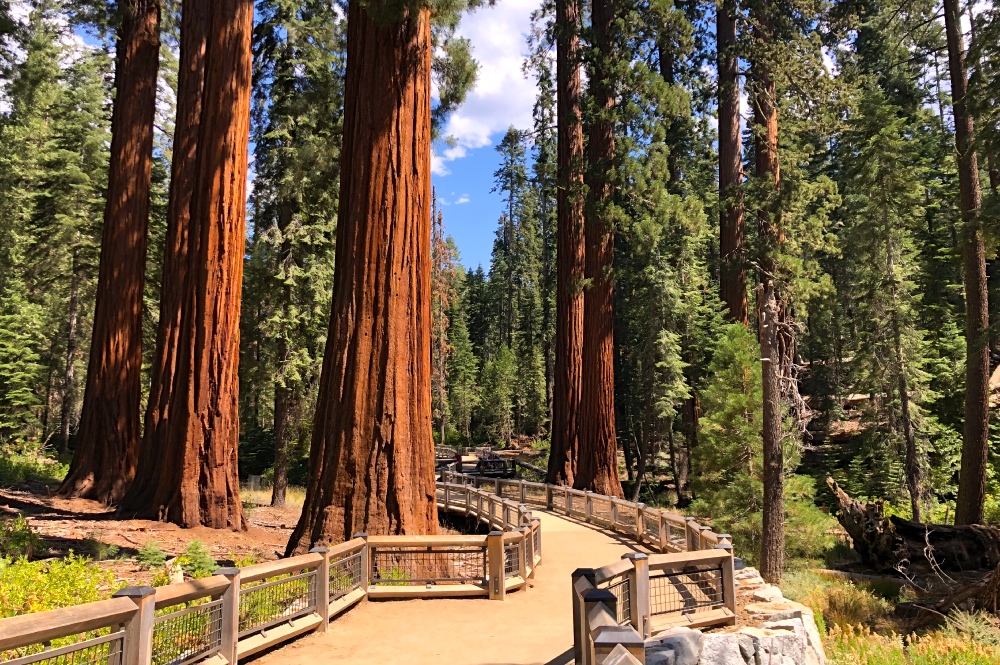 Big Tree Yosemite Tour from San Francisco