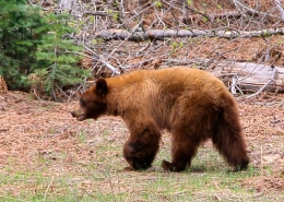 Yosemite Bear