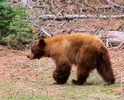 Yosemite Bear