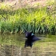 Yosemite Bear Swimming