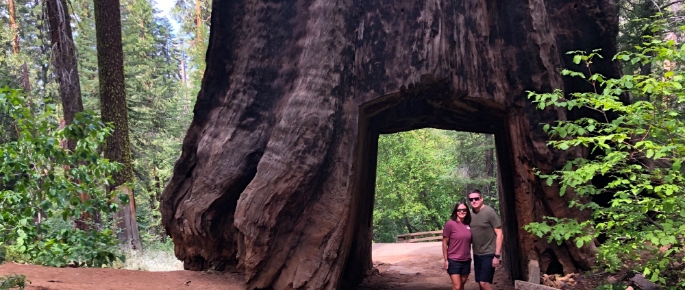 Tunnel Tree on Private Yosemite Tour