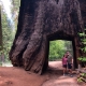 Tunnel Tree on Private Yosemite Tour