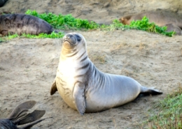 Pacific Coast Highway Elephant Seal