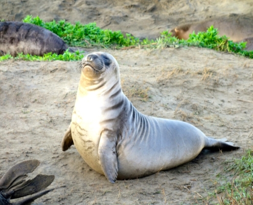 Pacific Coast Highway Elephant Seal