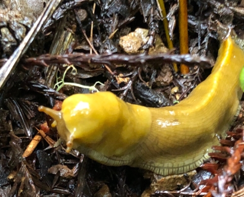 Santa Cruz banana slug