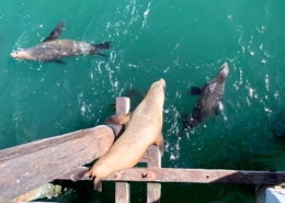 California Sea Lions