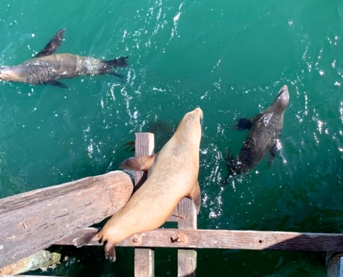 California Sea Lions