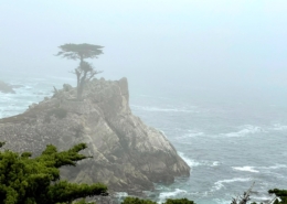 Lone-Cypress-Fog Lone Cypress in Fog