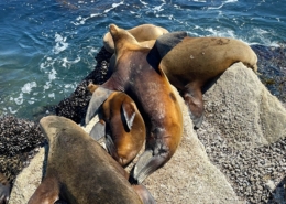 Stretching-Monterey-Sea-Lion Sea Lion relaxing