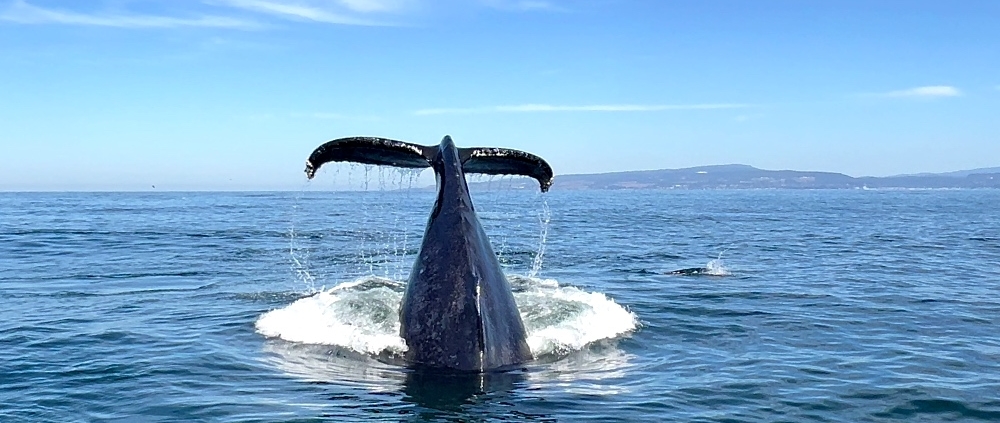 Whale Watching in Monterey Bay