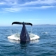 Whale Watching in Monterey Bay