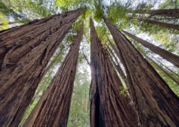 Giant-California-Redwoods