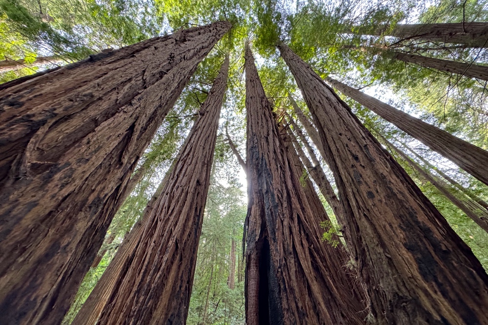 Private Muir Woods Tour