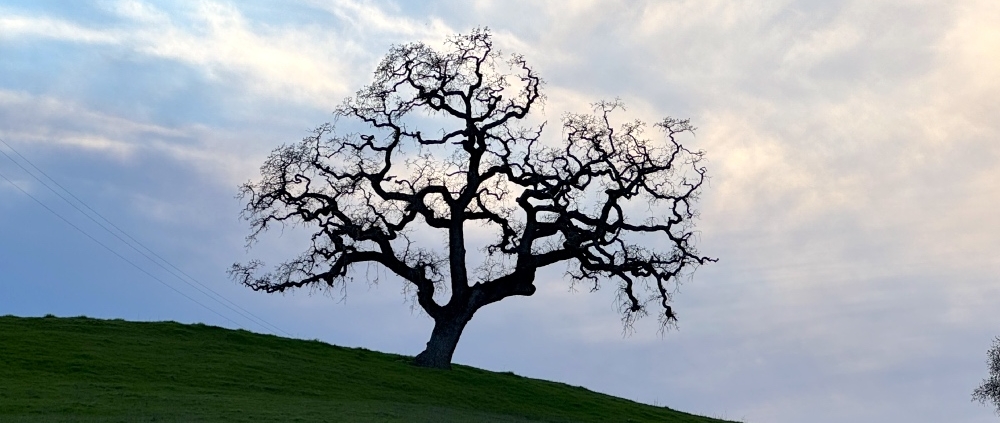 Private Napa Valley Wine Tour from San Francisco