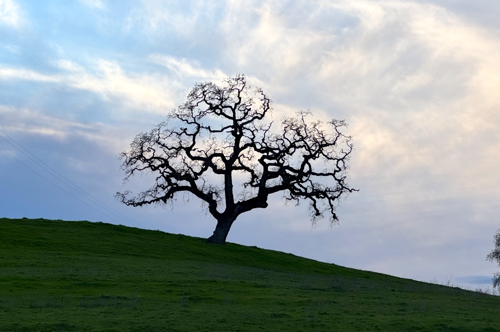 Private Napa Valley Wine Tour from San Francisco